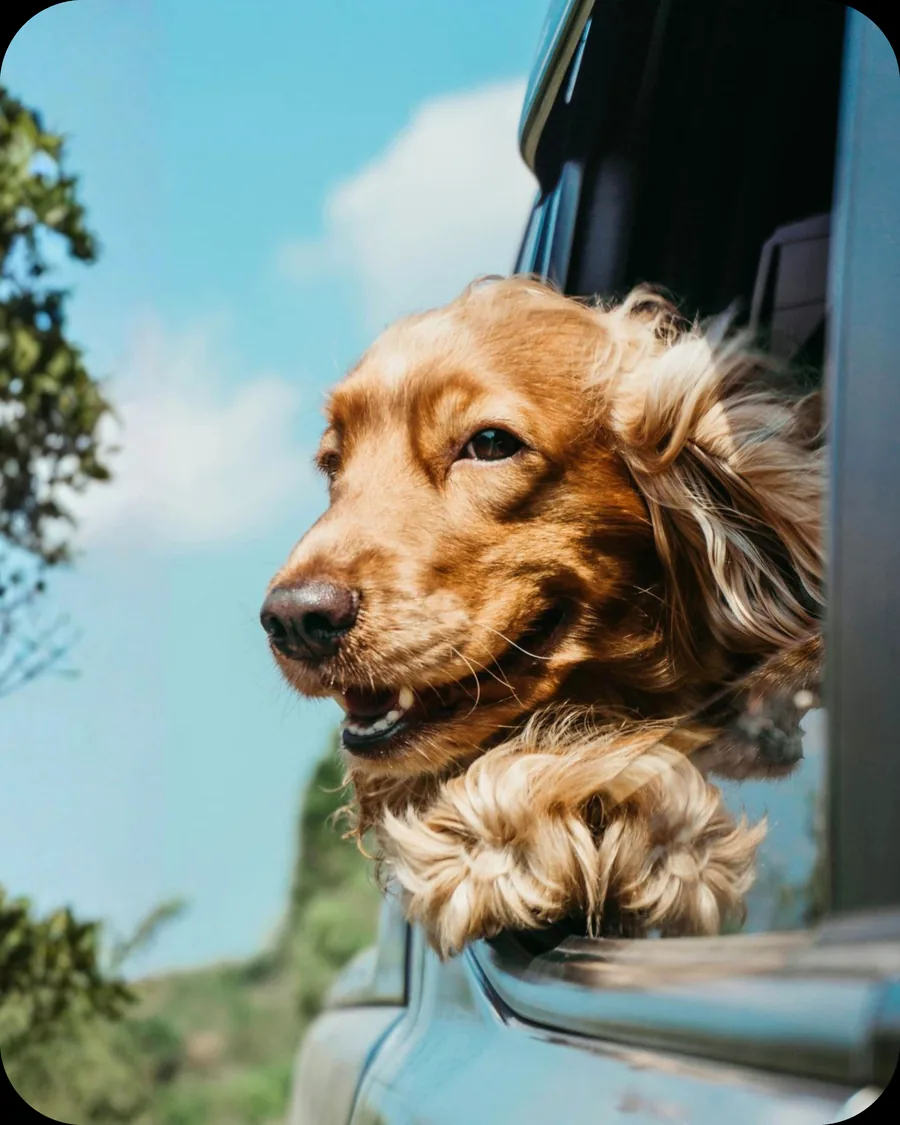 Un chien heureux, la tête au vent